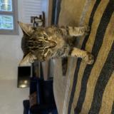 Picture of cat found at Ahetze