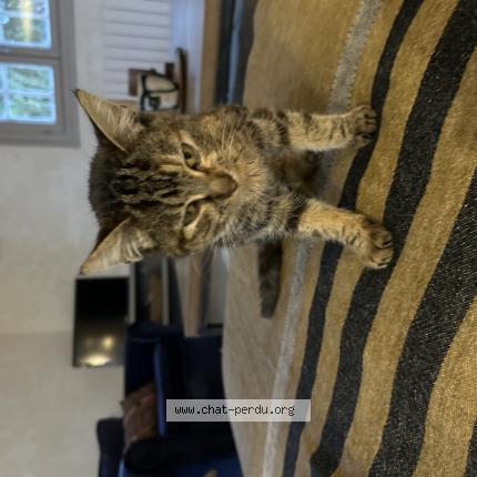 Photo 1/1 Found cat Found in Ahetze