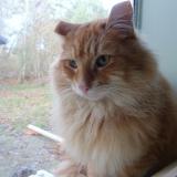 Picture of cat found at Thenon