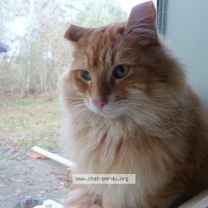 Photo 1/5 Found cat Found in Thenon