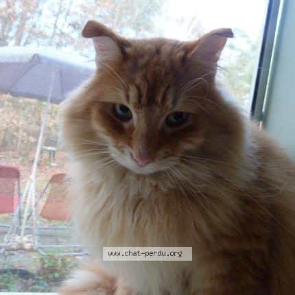 Photo 2/5 Found cat Found in Thenon