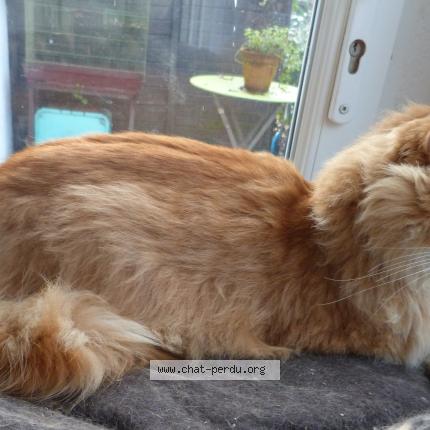 Photo 3/5 Found cat Found in Thenon