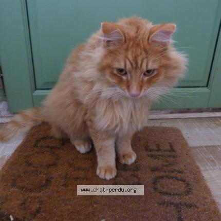 Photo 4/5 Found cat Found in Thenon