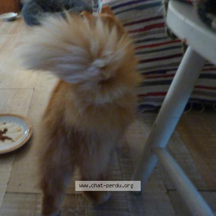 Photo 5/5 Found cat Found in Thenon