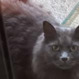 Picture of cat found at Aubervilliers