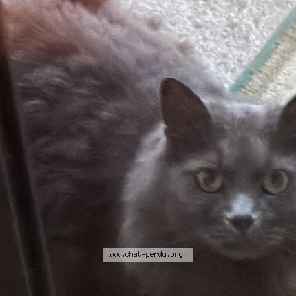 Photo 1/1 Found cat Found in Aubervilliers