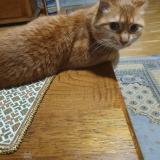 Picture of cat lost at Geneve