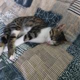 Picture of cat lost at Ambon