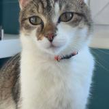 Picture of cat lost at Boue