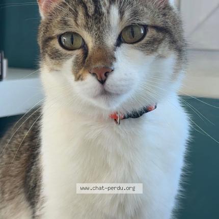 Photo 1/1 Vegas Chat lost in Boue