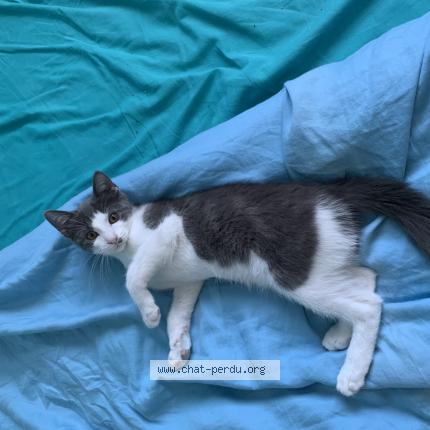 Photo 1/2 Silver Chat lost in Saint jory