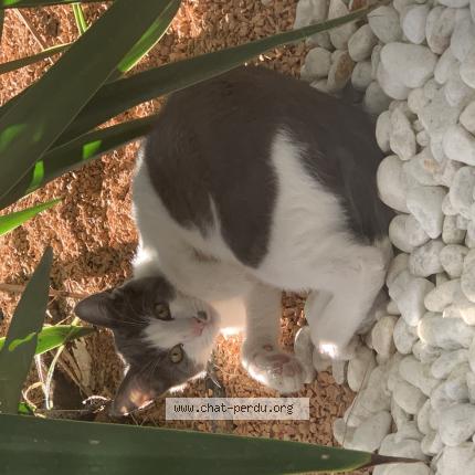 Photo 2/2 Silver Chat lost in Saint jory