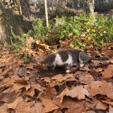 Picture of cat found at Richelieu
