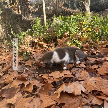 Photo 1/1 Found cat Found in Richelieu