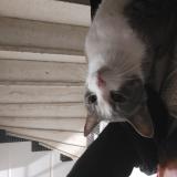 Picture of cat found at Nice