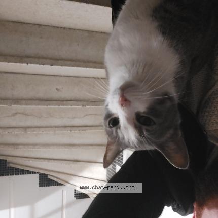 Photo 1/1 Found cat Found in Nice