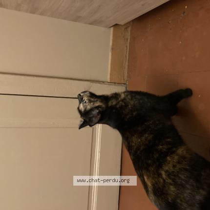 Photo 1/1 Cat reunited Found in Laval