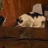 Picture of cat lost at Chanteloup