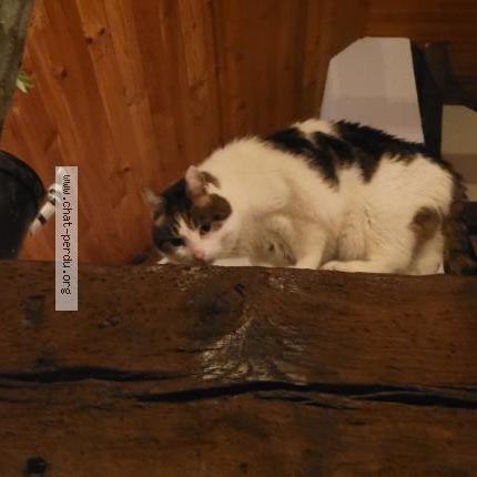 Photo 1/1 Charlie Chat lost in Chanteloup