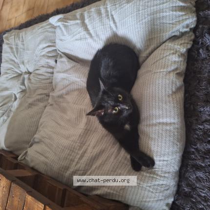 Photo 1/1 Shibo Chat lost in St laurent de chamousset