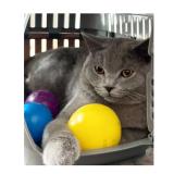 Picture of cat lost at Vilvoorde