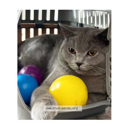 Photo 1/1 Bucur Chat lost in Vilvoorde