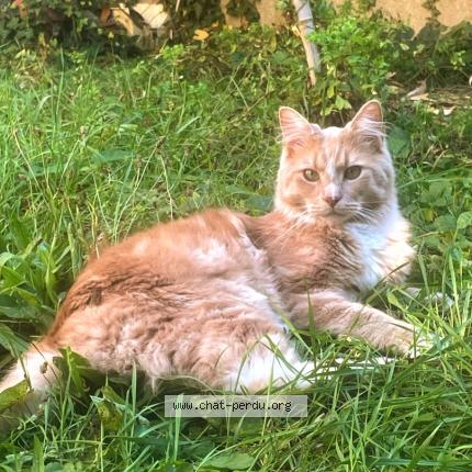 Photo 1/1 Rio Chat lost in Sainte genevieve des bois