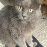 Picture of cat lost at Wervik