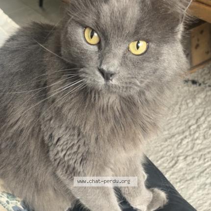 Photo 1/1 Mia Chat lost in Wervik