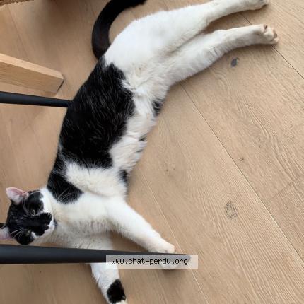 Photo 1/1 Saturne Chat lost in Bramois