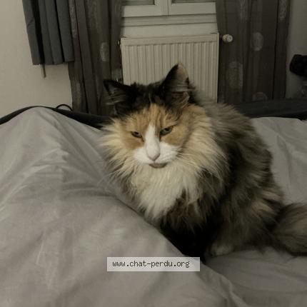 Photo 1/1 Lila lee Chat lost in Saint vincent de paul