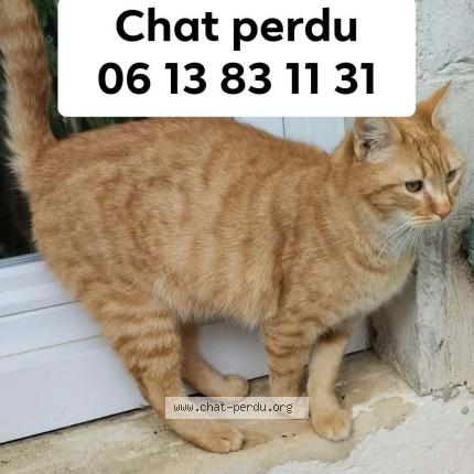 Photo 1/1 Levi Chat lost in Mourenx