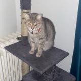 Picture of cat lost at Tours