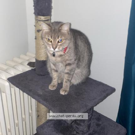 Photo 1/1 Tulya Chat lost in Tours