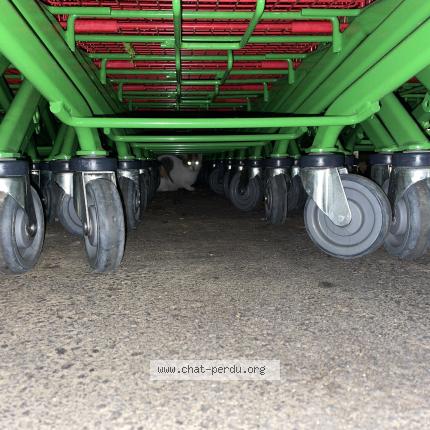 Photo 1/1 Found cat Found in La queue en brie