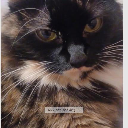 Photo 1/1 Jesse Chat lost in Spokane