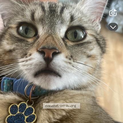 Photo 1/1 Bebeto balou Chat lost in Haubourdin