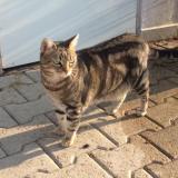 Picture of cat lost at Millery