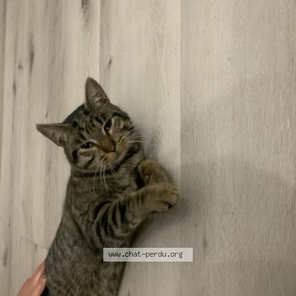 Photo 1/1 Mimi Chat lost in Benquet