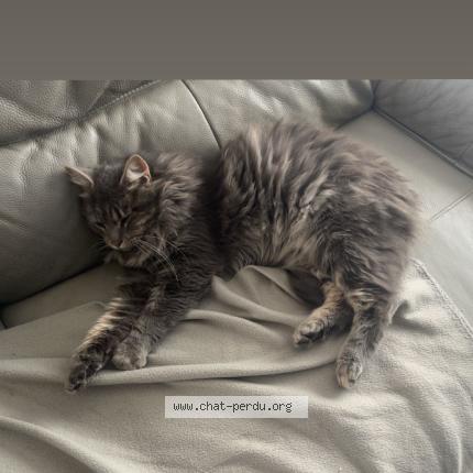 Photo 1/1 Mistigri Chat lost in Benet