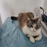 Picture of cat lost at La Landec