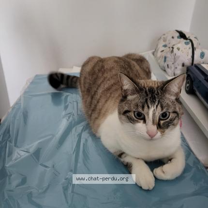 Photo 1/1 Cat reunited Lost in La landec