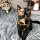 Picture of cat found at Laval