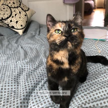 Photo 1/1 Found cat Found in Laval