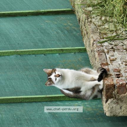 Photo 1/1 Tetsu Chat lost in Braches