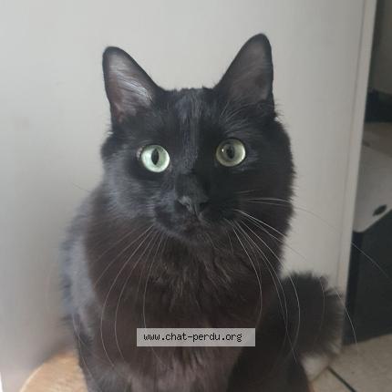 Photo 1/1 Bounty Chat lost in Nice