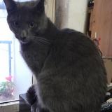 Picture of cat lost at Paris