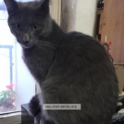 Photo 1/1 gribouille Chat lost in Paris