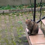 Picture of cat lost at Pont Trambouze