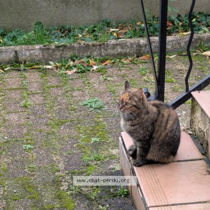 Photo 1/1 Pépette Chat lost in Pont trambouze